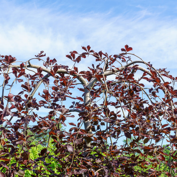 Weeping Purple European Beech - Beech - Shade Trees