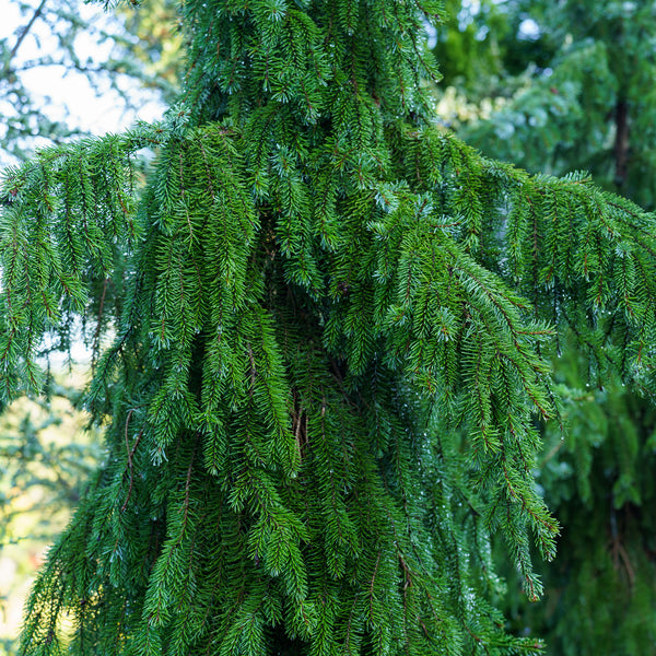 Weeping Serbian Spruce