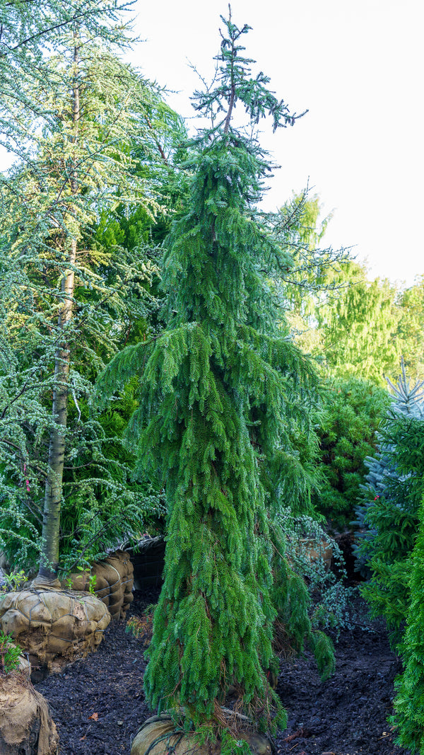 Weeping Serbian Spruce