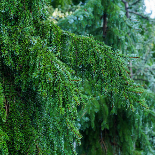 Weeping Serbian Spruce