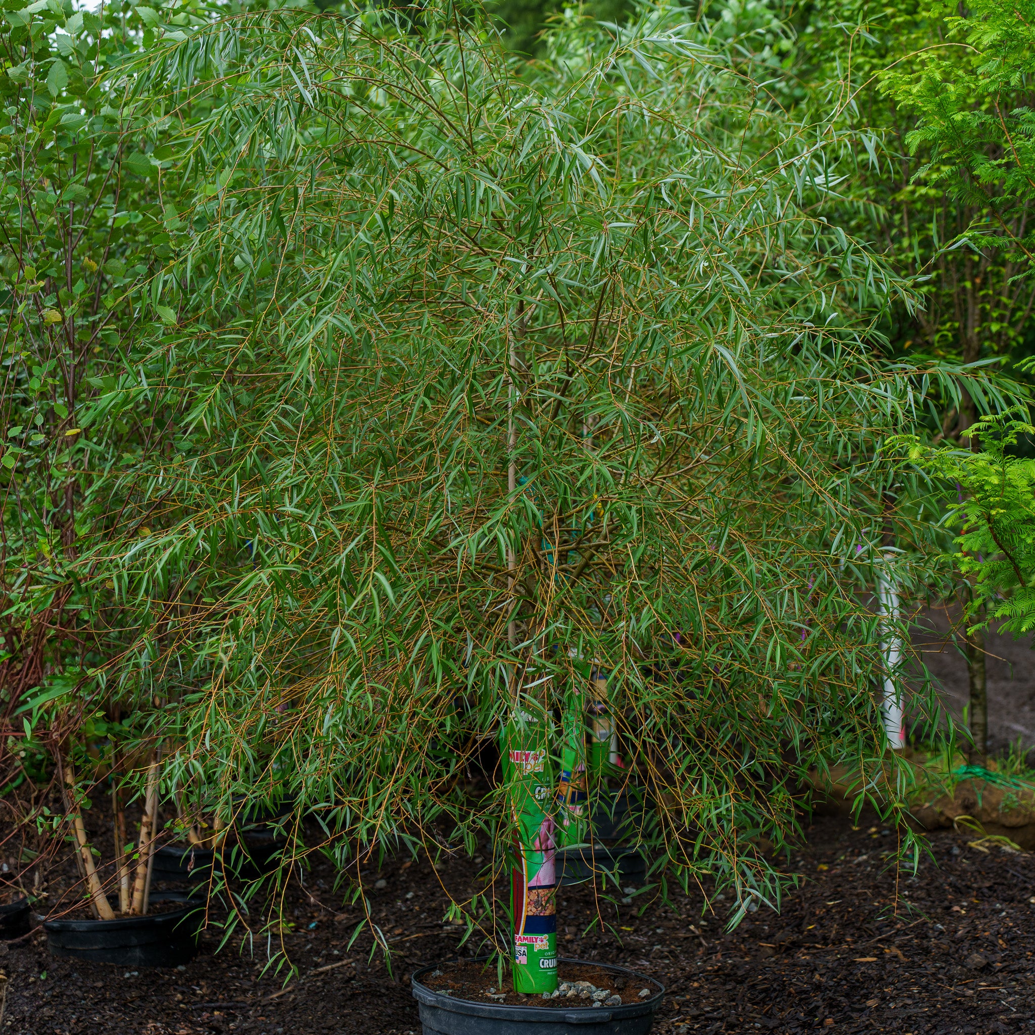 Babylon Weeping Willow – Plant Detectives