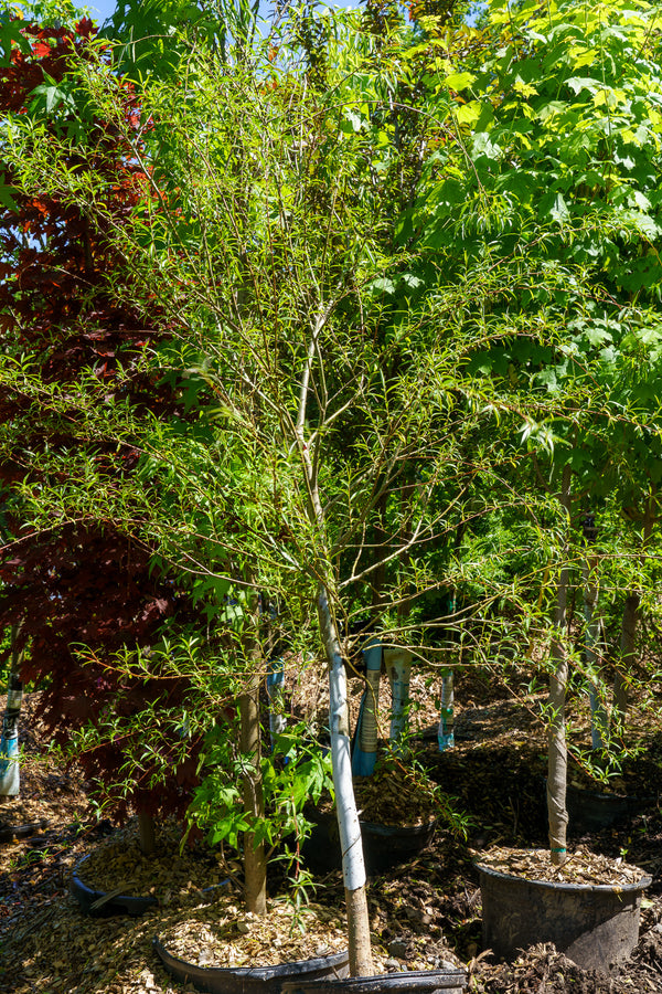 Weeping Willow - Willow - Shade Trees