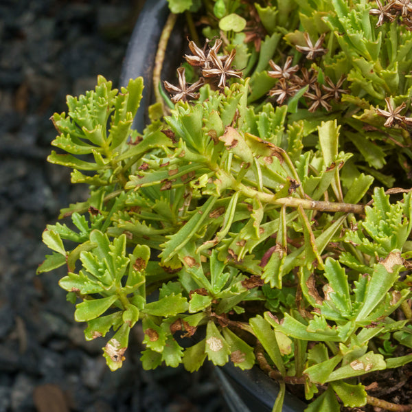 Weihenstephaner Gold Stonecrop