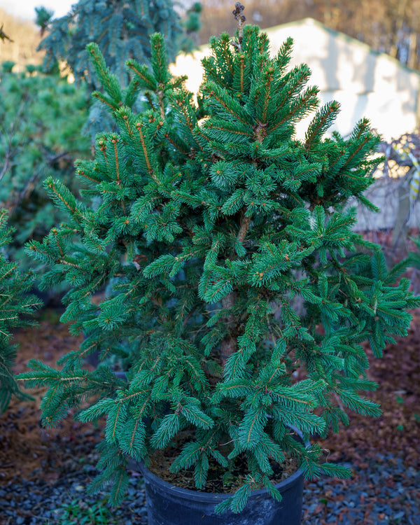 Weiss Norway Spruce