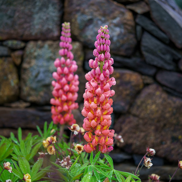 Westcountry Terracotta Lupine - Other Perennials - Perennials