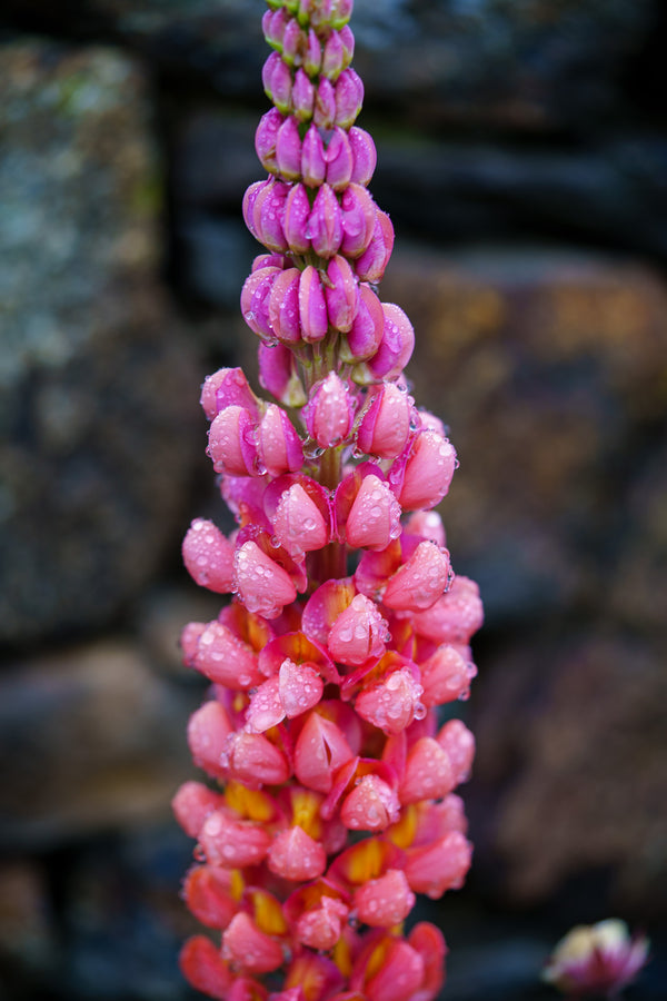 Westcountry Terracotta Lupine - Other Perennials - Perennials