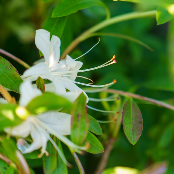 Weston's Innocence Azalea