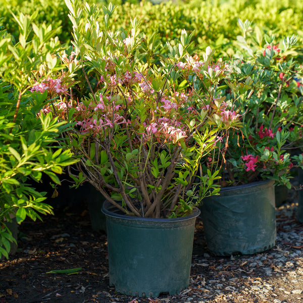 Weston's Millenium Azalea