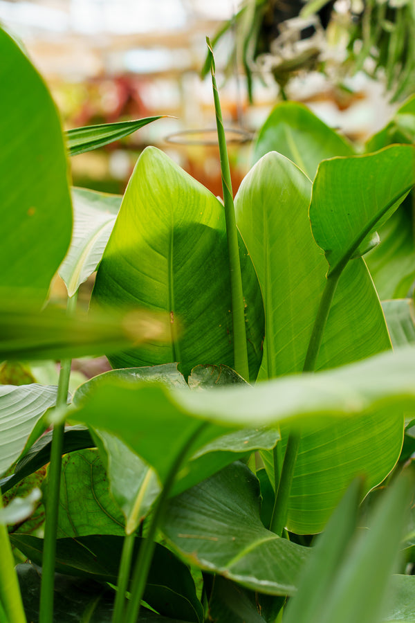 Bird of Paradise