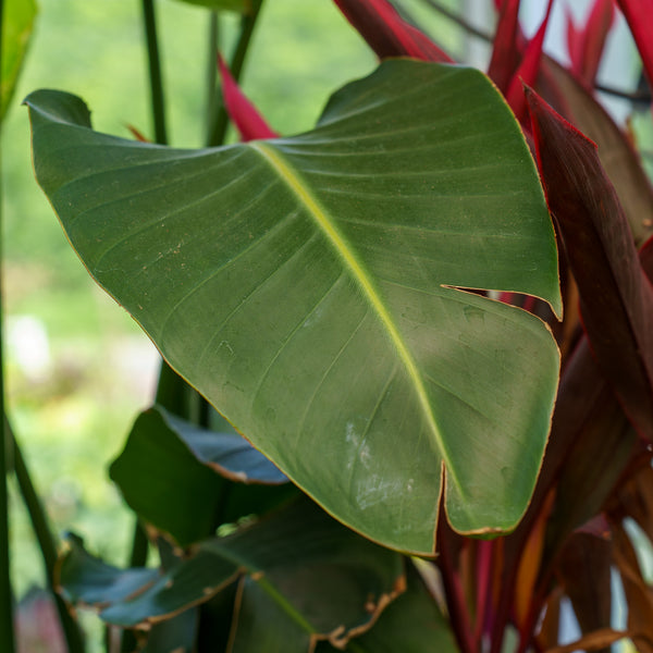 White Bird of Paradise