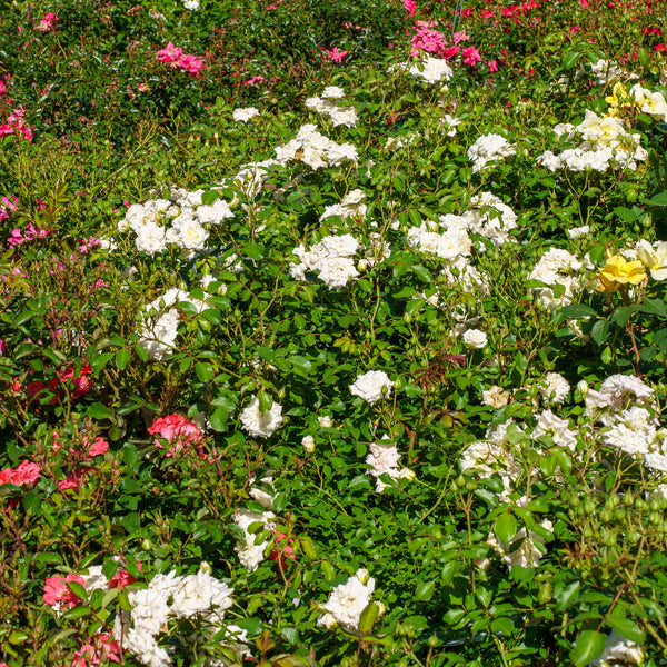 White Drift Rose