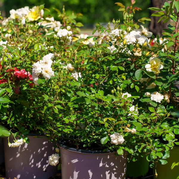 White Drift Rose