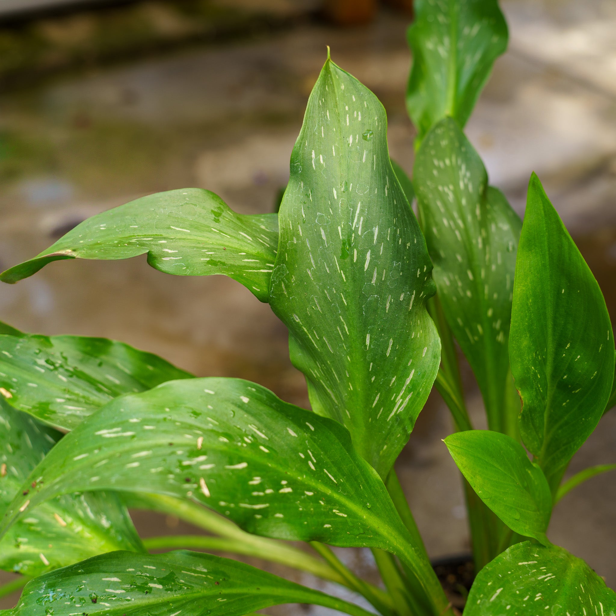 White Flirt Calla Lily – Plant Detectives
