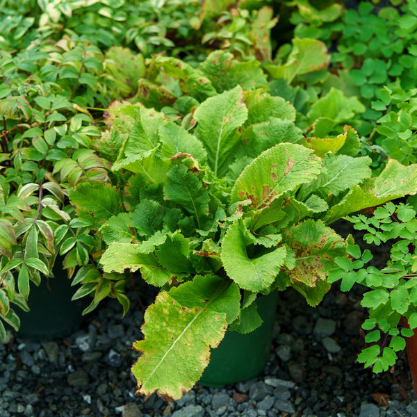 White Japanese Primrose