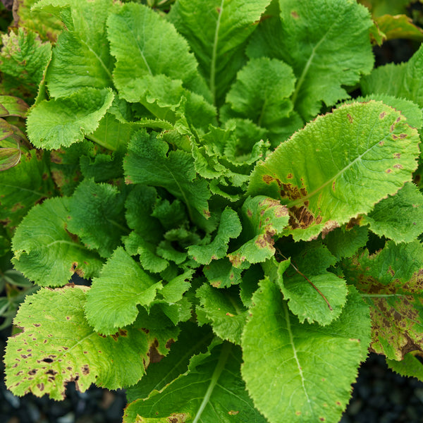 White Japanese Primrose