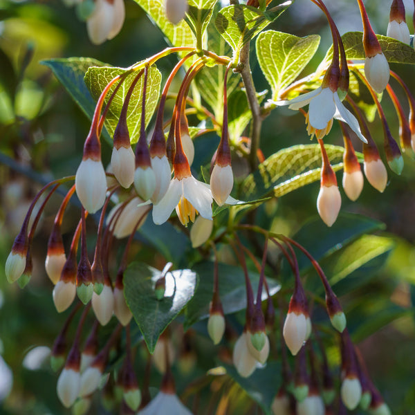 White Knight Japanese Snowbell