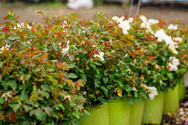 White Knock Out Rose - Rose - Shrubs