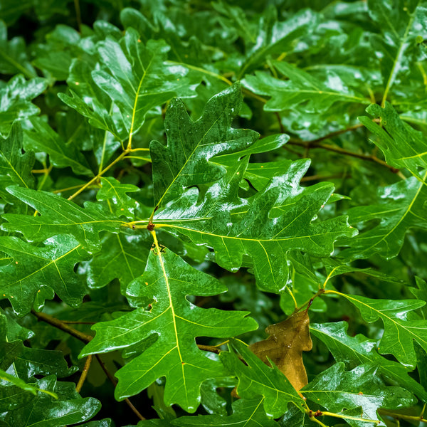 White Oak