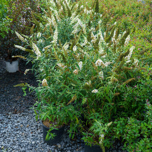 White Profusion Butterfly Bush