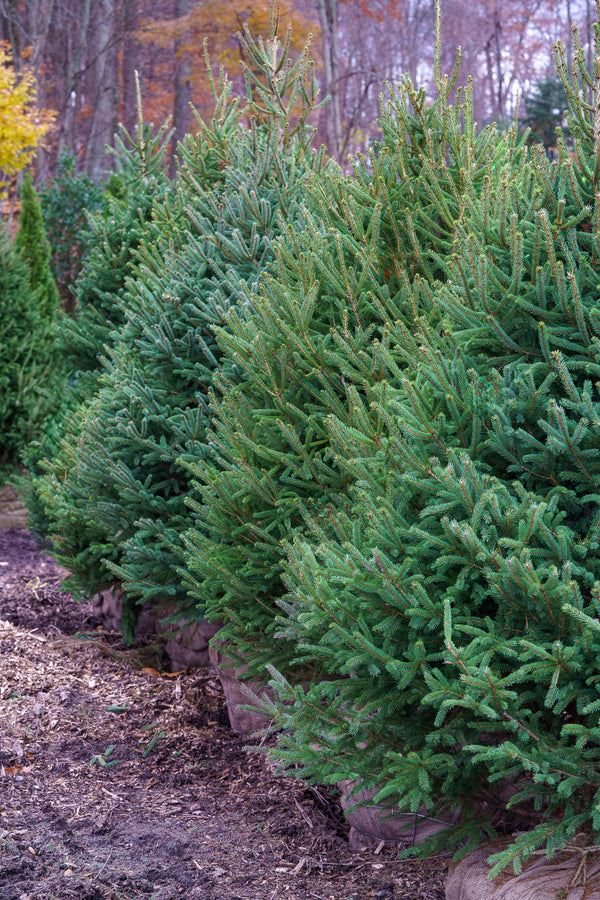 White Spruce - Spruce - Conifers
