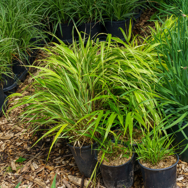 White Striped Japanese Forest Grass