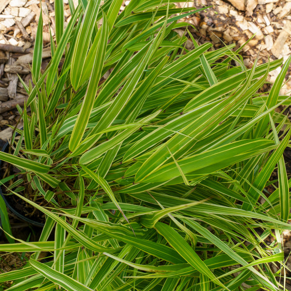 White Striped Japanese Forest Grass