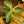 Load image into Gallery viewer, Birkin Philodendron
