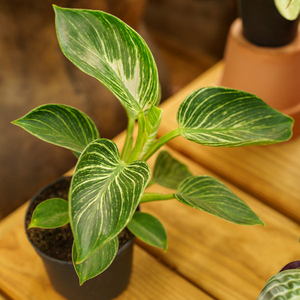 White Wave Philodendron