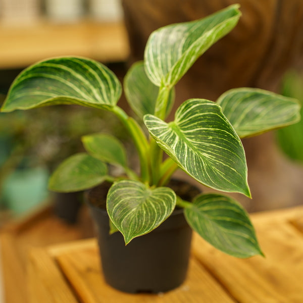 White Wave Philodendron