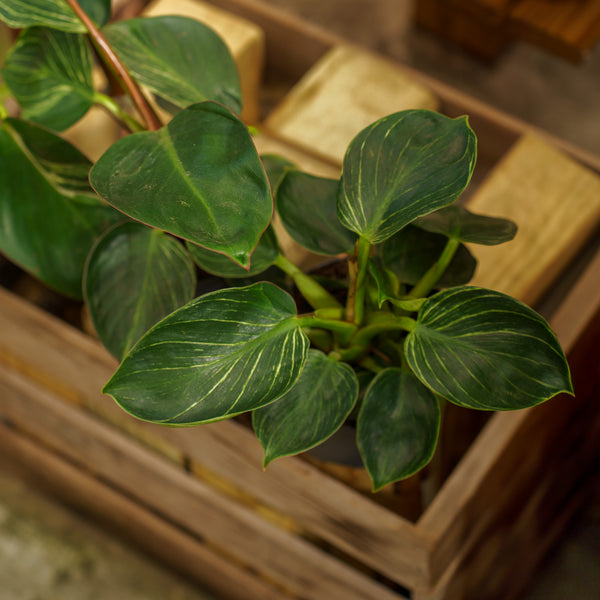 White Wave Philodendron