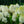 Load image into Gallery viewer, White Wedding Hydrangea - Hydrangea - Shrubs
