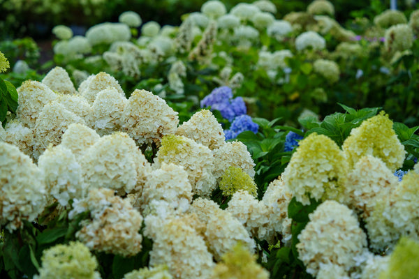 White Wedding Hydrangea - Hydrangea - Shrubs