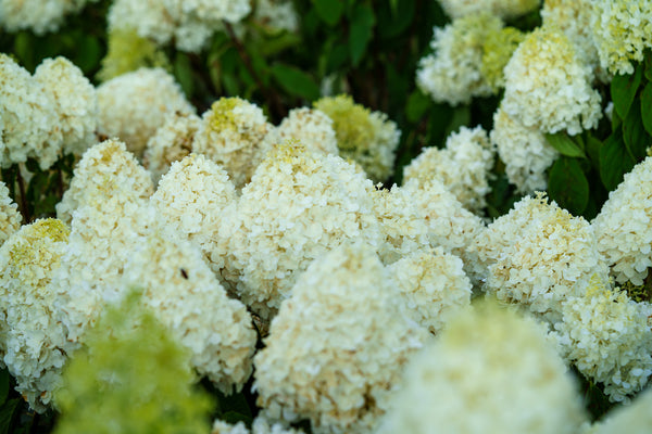 White Wedding Hydrangea - Hydrangea - Shrubs