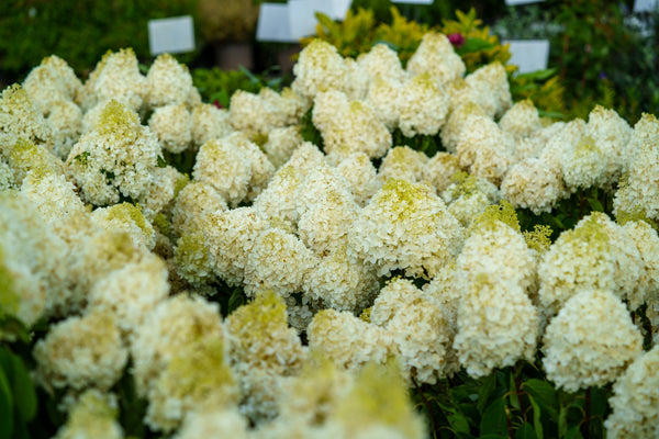 White Wedding Hydrangea - Hydrangea - Shrubs