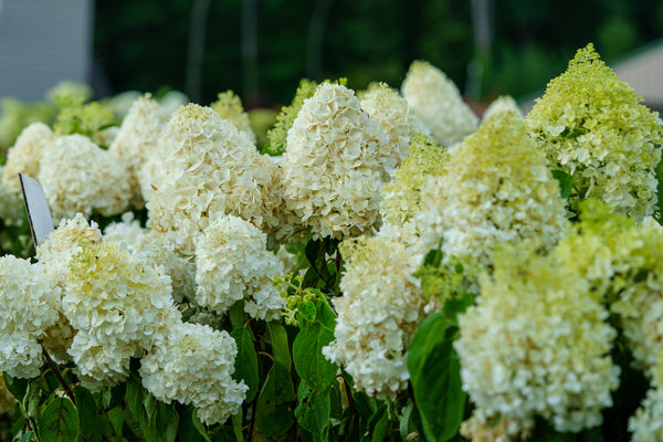White Wedding Hydrangea - Hydrangea - Shrubs