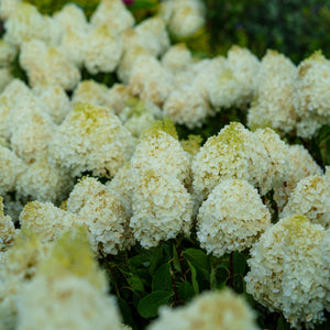 White Wedding Hydrangea - Hydrangea - Shrubs