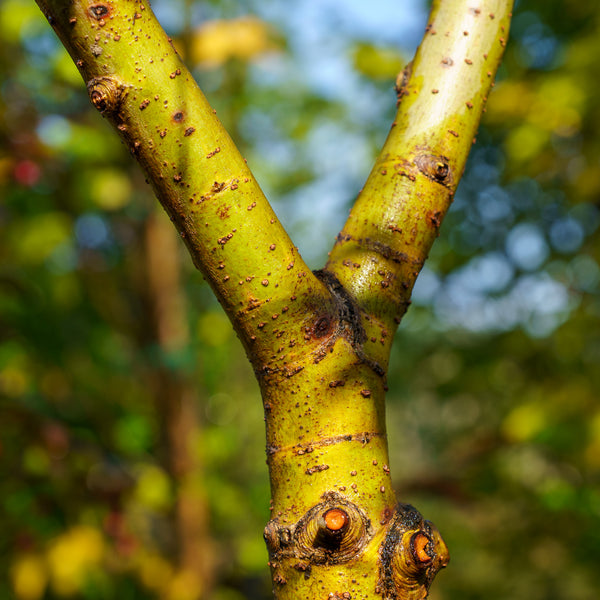 White Willow