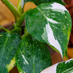 White Wizard Philodendron - Philodendron - Houseplants