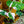 Load image into Gallery viewer, White Wizard Philodendron - Philodendron - Houseplants
