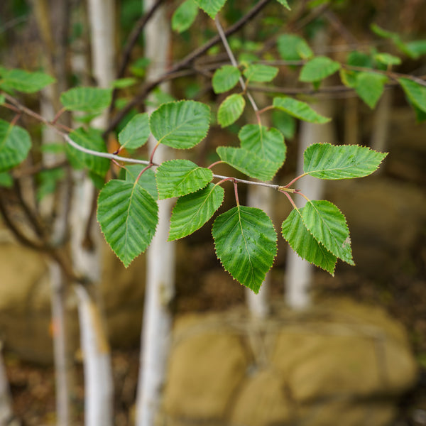 Himalayan Birch