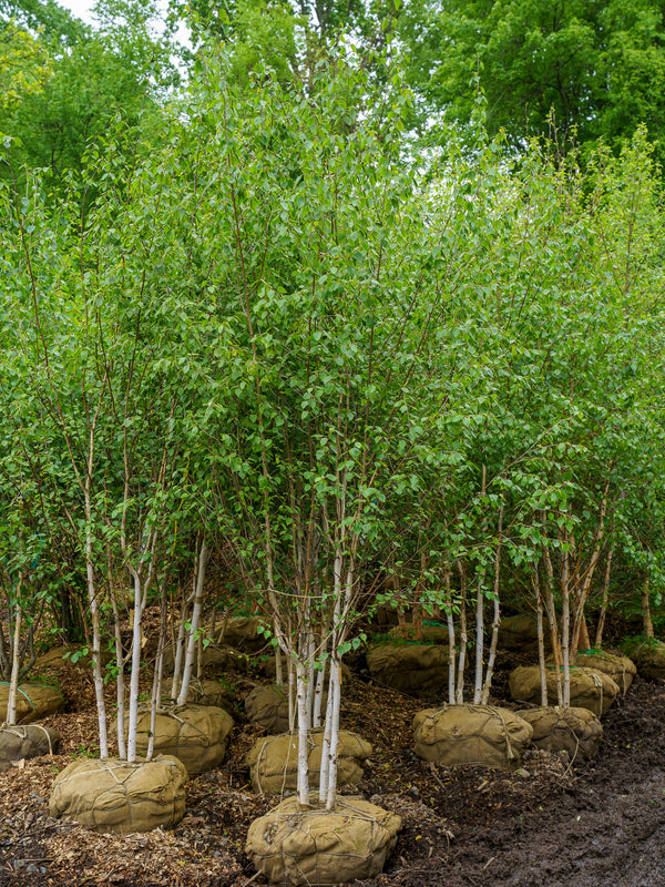 Himalayan Birch