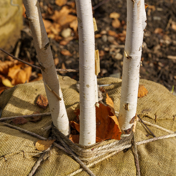 Whitebarked Himalayan Birch