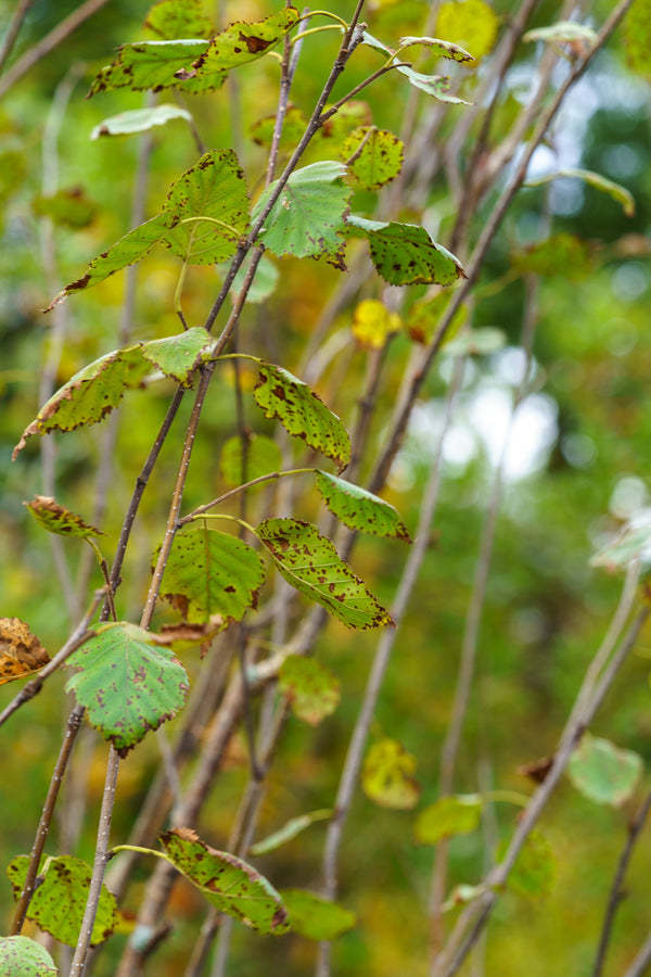 Whitebarked Himalayan Birch