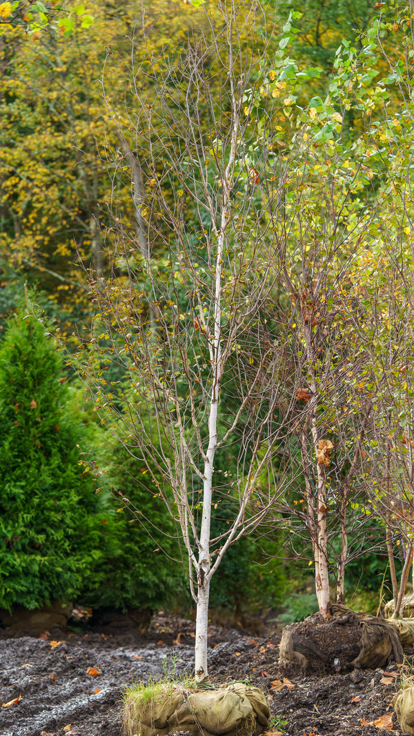 Whitebarked Himalayan Birch