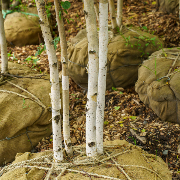 Himalayan Birch