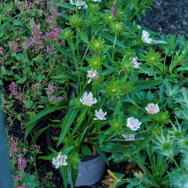 Whitecaps Stokes' Aster