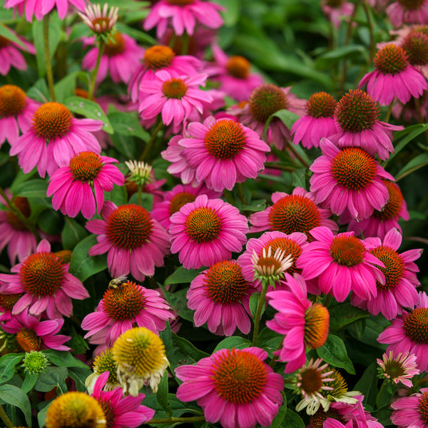 Wild Berry Coneflower