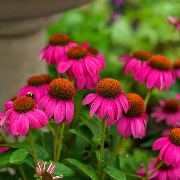 Wild Berry Coneflower