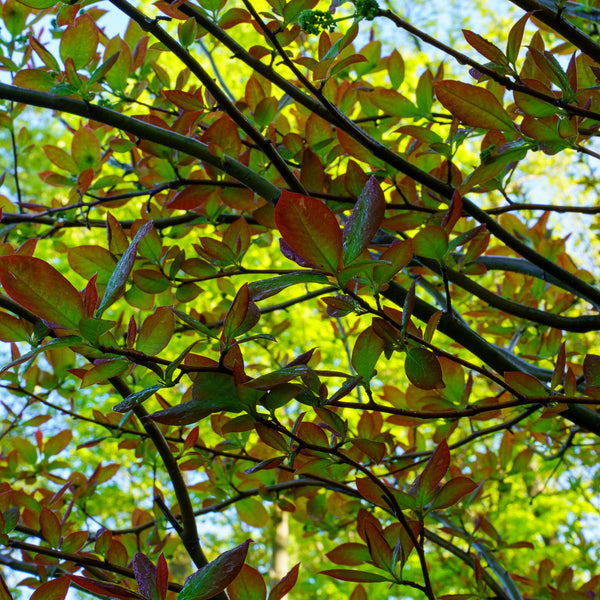 Wild Fire Black Tupelo - Tupelo - Shade Trees