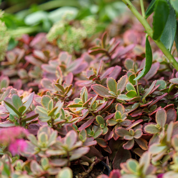 Wildfire Stonecrop